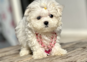 Kar beyaz Maltese terrier mini yavrularımız